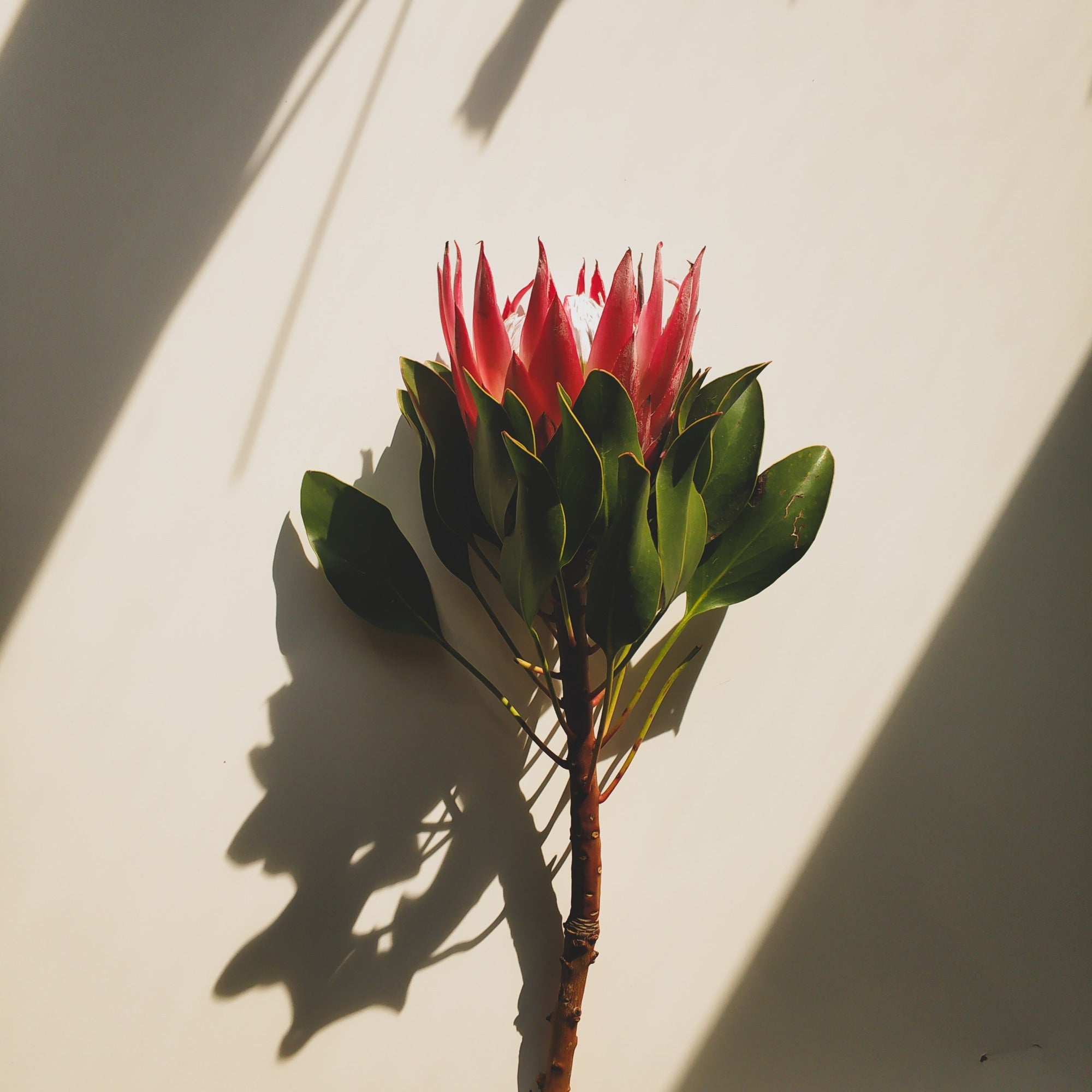model_flower.jpg